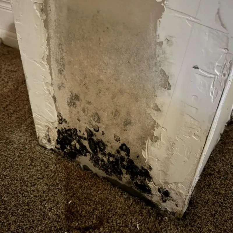 Professional Mold Removal in Patrick Springs, VA